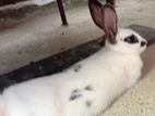 Rabbit
