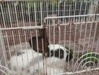 English Spot Male Rabbit