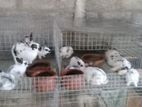English Spot Bunnies