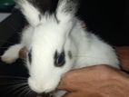 English Spot Rabbits