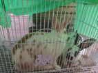 English Rabbit