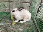 English spot rabbit