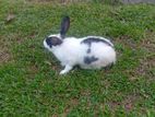 English Spot Rabbit