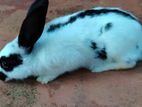 English Spot Rabbit