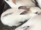 English Spot Rabbits