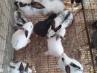 English Spot Rabbits