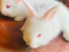 English Spot Rabbits