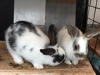 English spots bunnies