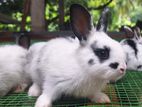 Englishpot bunnies