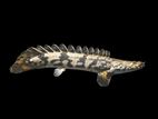 Enlicheri Bichir 5 /6 inch