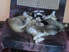 Kitten for Kind Home