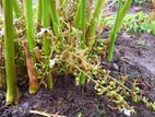 එනසාල් පැල CARDAMOM PLANT