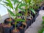 එනසාල් පැල (Cardamom Plants)