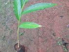 එනසාල් පැල (Cardomom Plant)