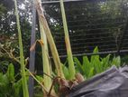 එනසාල් පැල