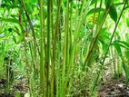 Cardamom Plants