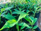 එනසාල් (Small) | Ansal Plants Cardamom