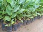 එනසල් පැල - Enasal Plants