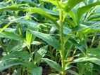 එනසල් පැල