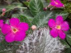 Epishia Plants