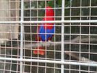 Eclectus Female Bird