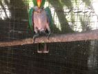 Eqlictus male bird