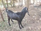 Farm Goat