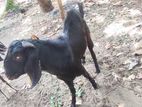 Farm Goats