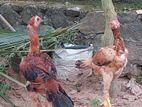 Erode Rooster
