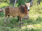 Nampan Cow