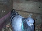 Es Sudu Kiri Pigeon