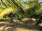 Estate for sale (3968) Puttalam