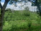 Estate for Sale in Akmeemana, Galle