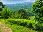 Estate for Sale in Avissawella