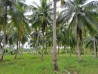 Estate For Sale in Chilaw