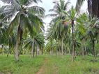 Estate For Sale in Chilaw