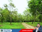 Estate For Sale In Dambulla