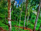 Estate for Sale in Kegalle