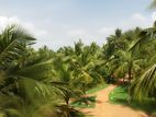 Estate for Sale in Kurunegala