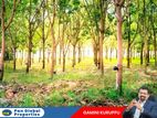 Estate For Sale in Rathnapura
