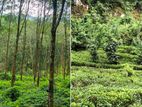 Estate for Sale in Rathnapura
