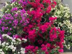 Bougenvillia Plants