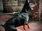 European Bloodline Doberman for Stud/ Crossing