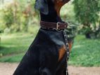 European Doberman Dog