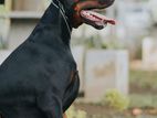 European Doberman for Crossing