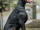 European Doberman Male