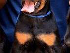 European Doberman Puppies