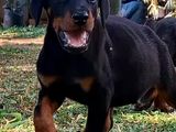 Doberman Puppies