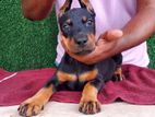 European Doberman Puppy