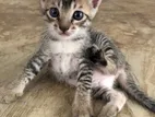 European Kittens for Kind Home
